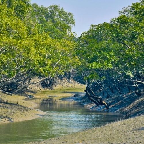 sundarban